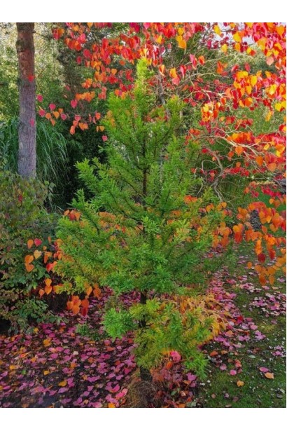 Таксодій дворядний Певе Мінарет купити